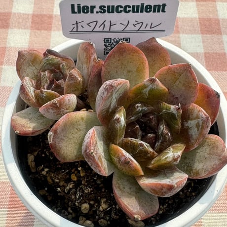 多肉植物  リエール苗  ホワイトソウル