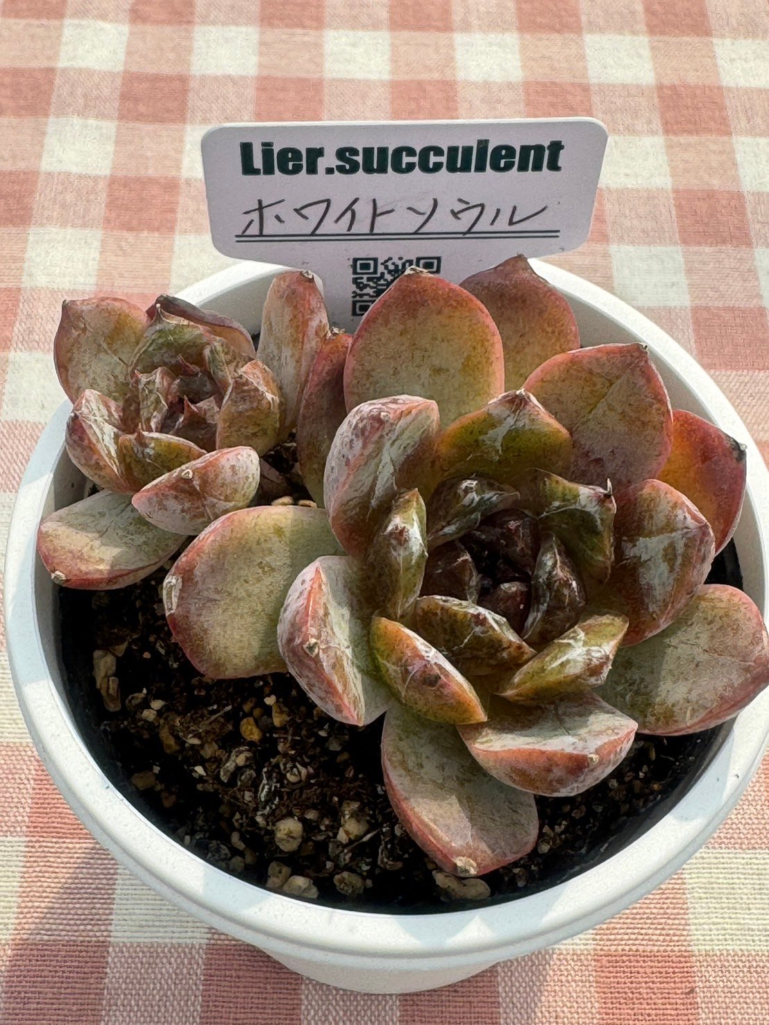 多肉植物 リエール苗 ホワイトソウル | BooTA29♡Succulent