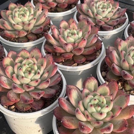多肉植物　韓国苗　エケベリア　スターライトジェニー
