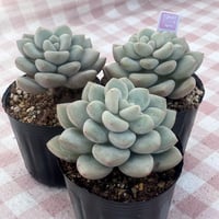 多肉植物 リエール苗 紅灯 | BooTA29♡Succulent