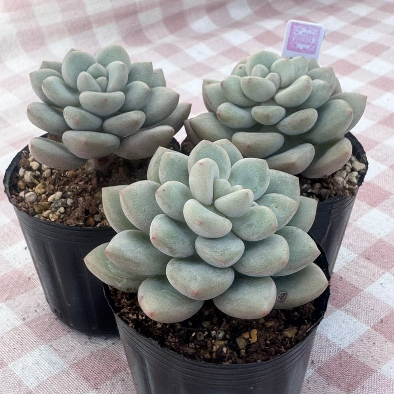 多肉植物 韓国苗 エケベリア アイスクリーム | BooTA29♡Succulent