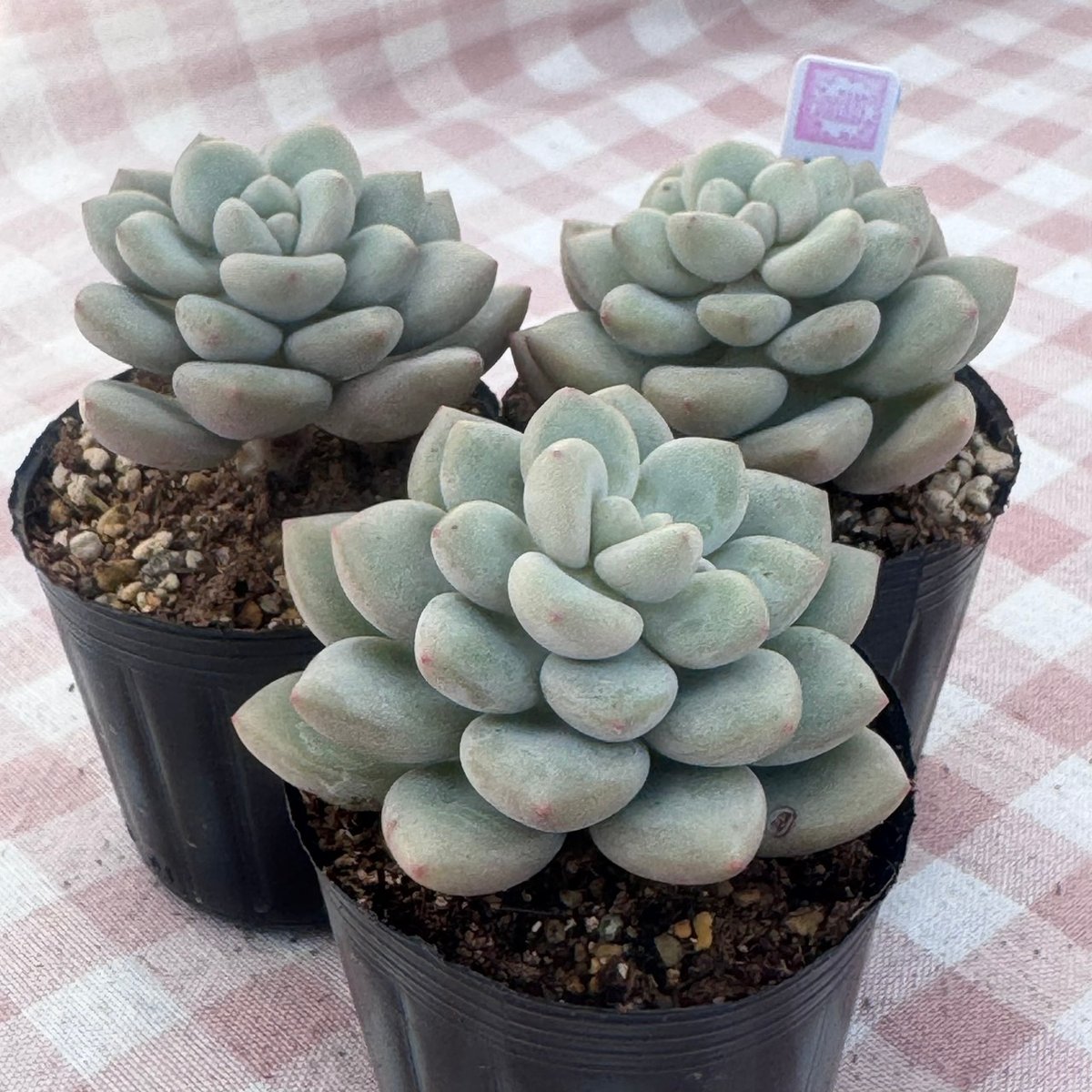 多肉植物 韓国苗 エケベリア アイスクリーム | BooTA29♡Succulent