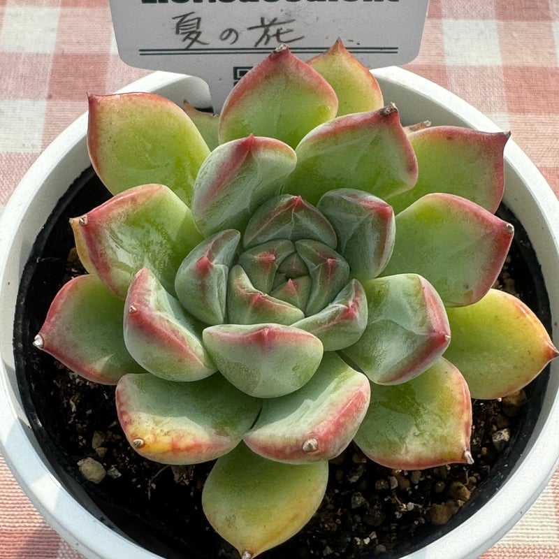 多肉植物 リエール苗 夏の花 | BooTA29♡Succulent