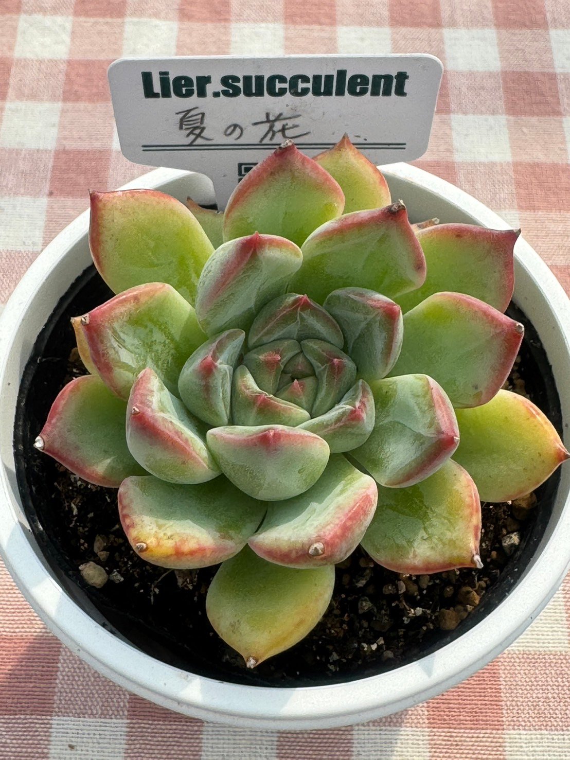 多肉植物 リエール苗 夏の花 | BooTA29♡Succulent