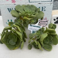 多肉植物　リエール苗　リリーパッド