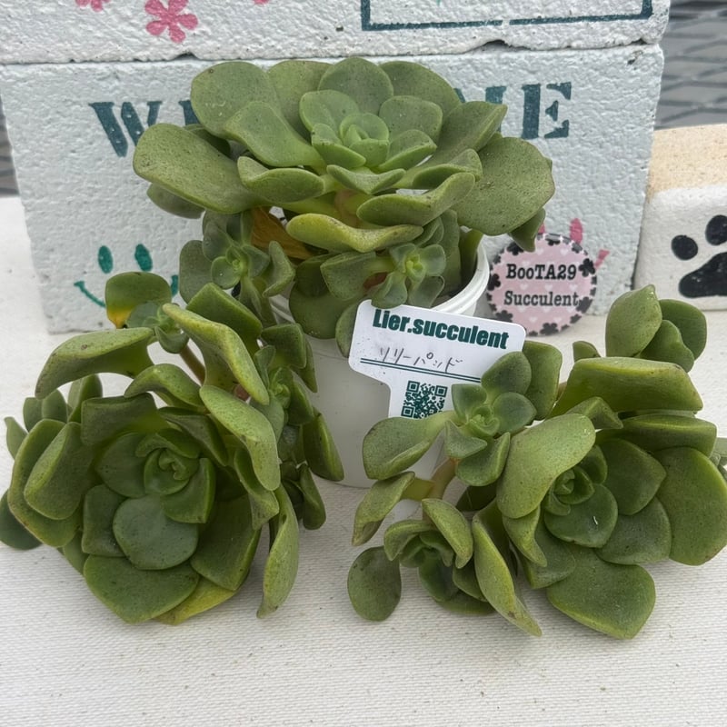 多肉植物 リエール苗 リリーパッド | BooTA29♡Succulent