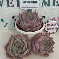 多肉植物　リエール苗　ラブリーハート