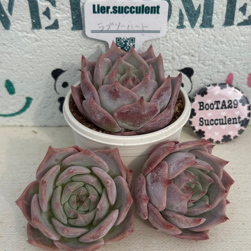 多肉植物 リエール苗 ラブリーハート | BooTA29♡Succulent