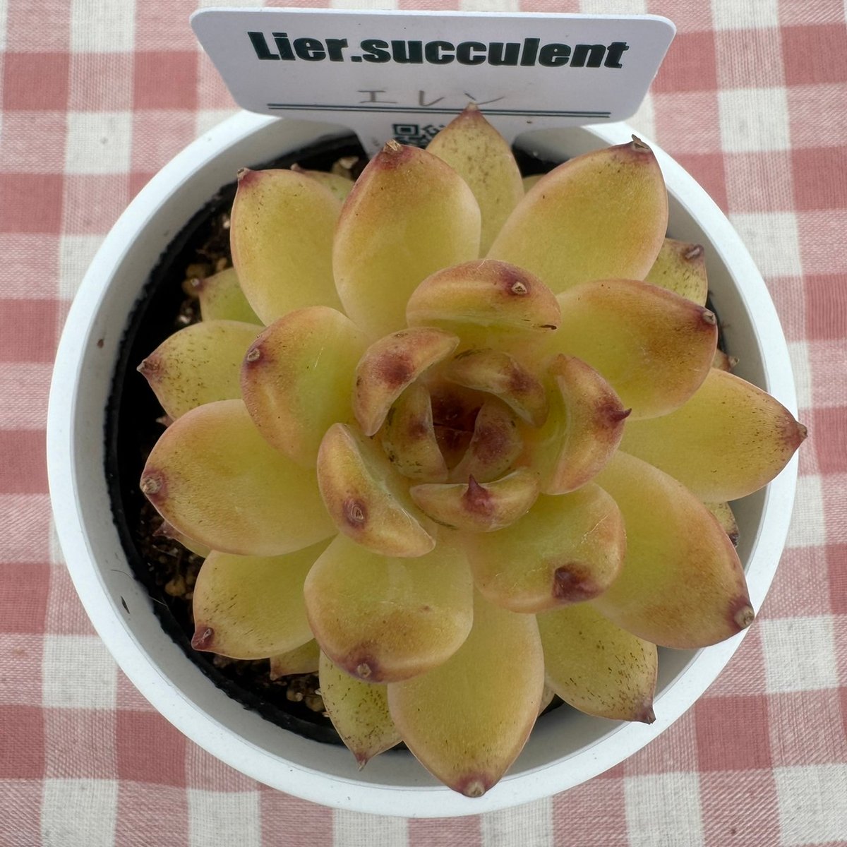 多肉植物 リエール苗 エレン | BooTA29♡Succulent