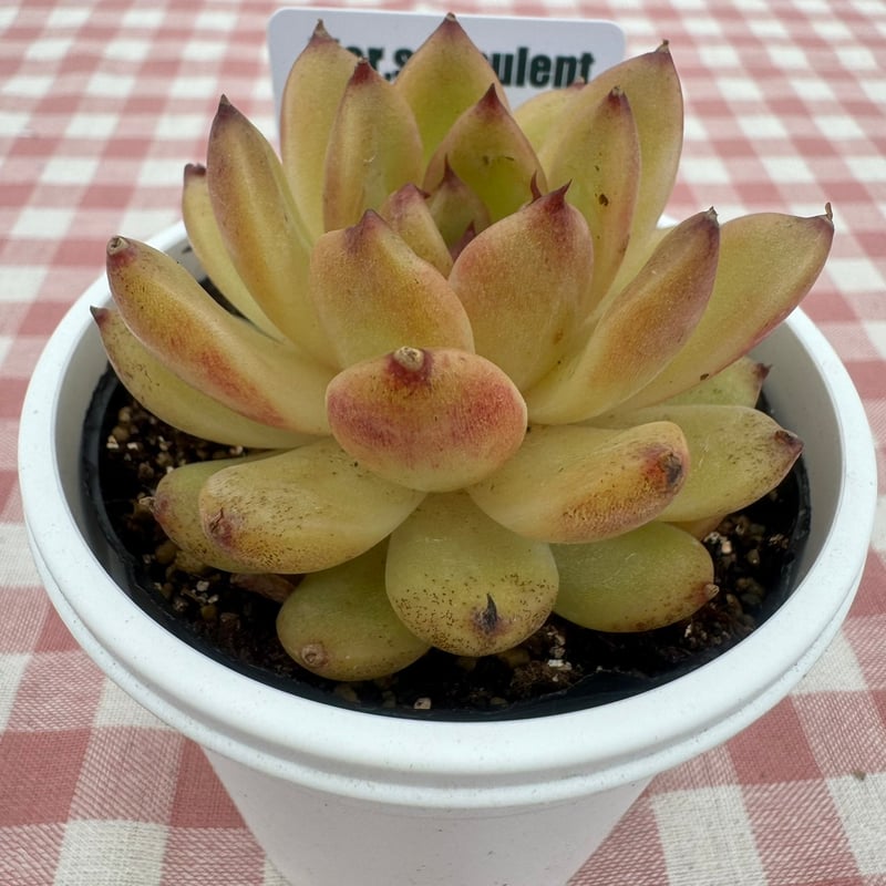 多肉植物 リエール苗 エレン | BooTA29♡Succulent