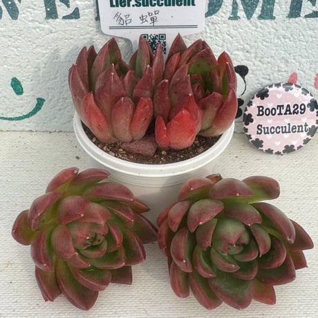 売却済み　　多肉植物 リエール苗　サンダーローズ 売却済み 多肉植物 リエール苗 サンダーローズ 売却済み 多肉