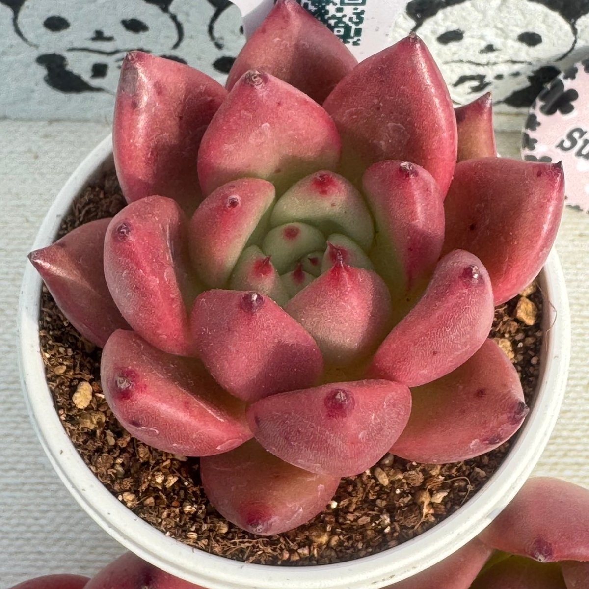 売却済み　　多肉植物 リエール苗　サンダーローズ 多肉植物 リエール苗 スパイシーローズ | BooTA29♡Succulent