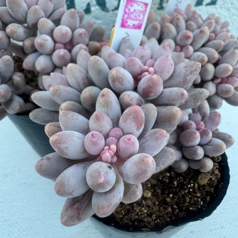 多肉植物 韓国苗 ベビーフィンガー | BooTA29♡Succulent