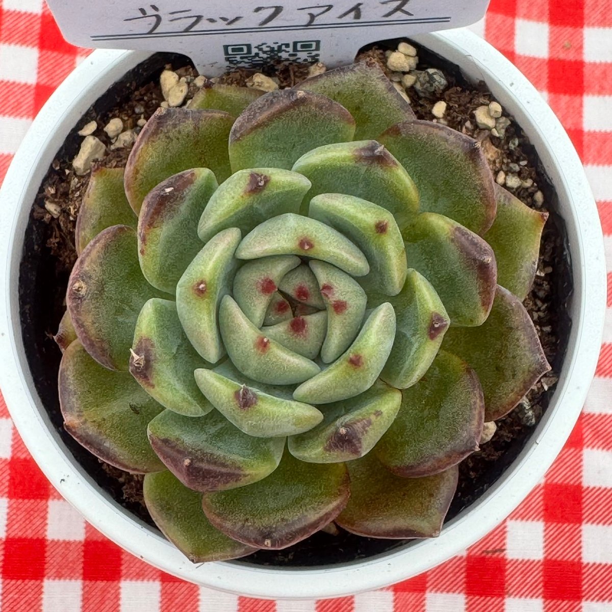 ♥️05 ブラッククィーン／Lier リエール 多肉植物 ♥️16 ブラッククィーン／Lier リエール 多肉植物 - メルカリ