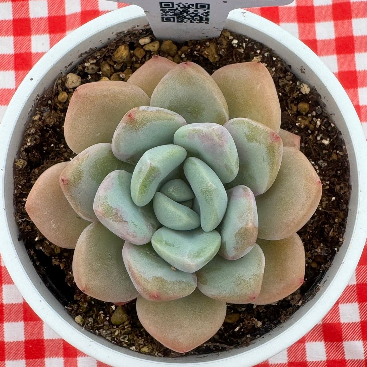 多肉植物 バブルキャンディ 厳つ リエール苗