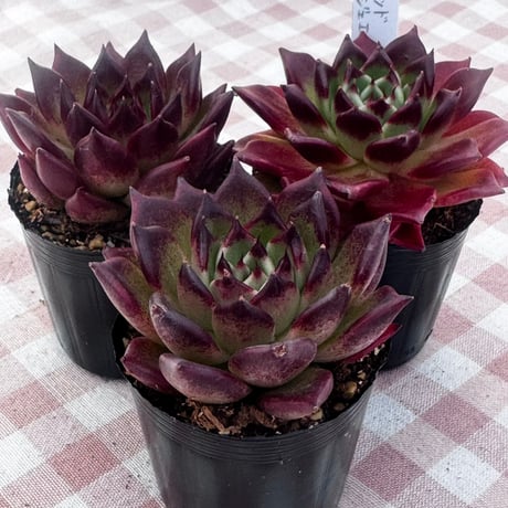 CATEGORY 多肉植物 | BooTA29♡Succulent