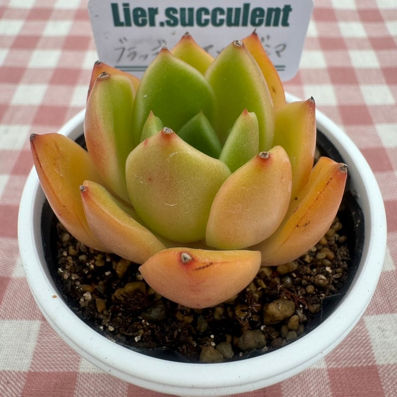 売却済み　　多肉植物 リエール苗　ブラックチップ 売却済み 多肉植物 リエール苗 ブラックチップ