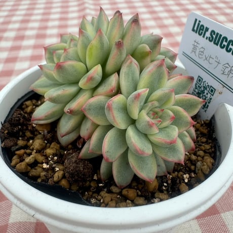 多肉植物  リエール苗  黄金メビナ錦