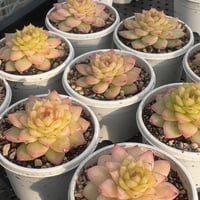 多肉植物 リエール苗 ブラックアイズ | BooTA29♡Succulent