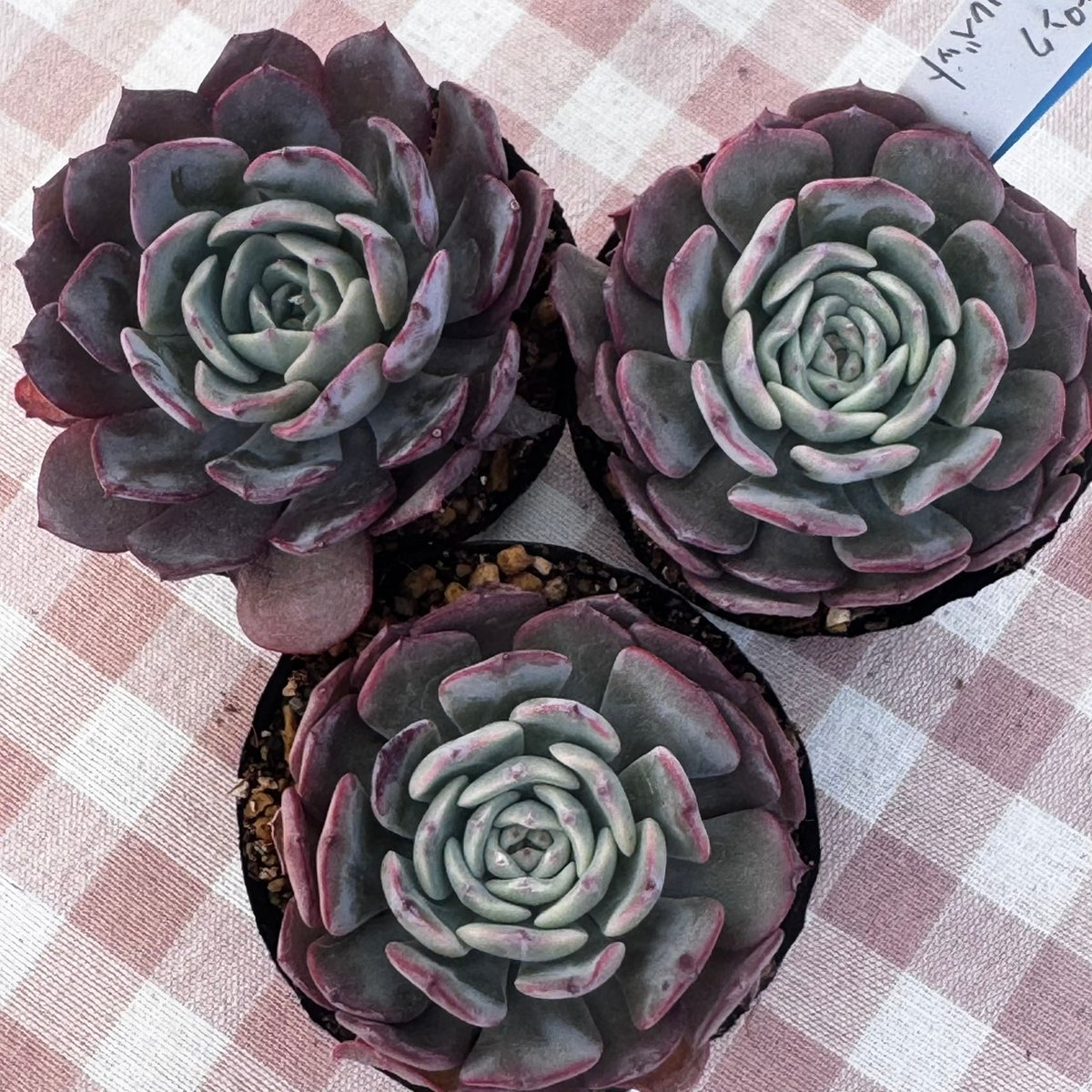 多肉植物 韓国苗 エケベリア ピンクベルベット | BooTA29♡Succulent