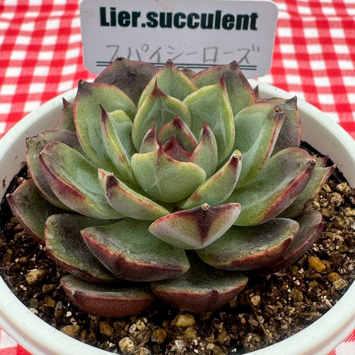 売却済み　　多肉植物 リエール苗　サンダーローズ 多肉植物 リエール苗 スパイシーローズ | BooTA29♡Succulent