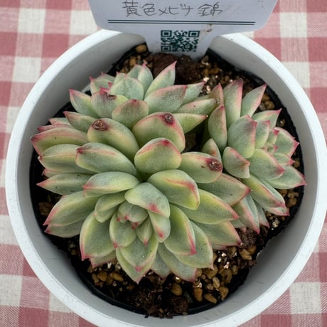 多肉植物  リエール苗  黄金メビナ錦