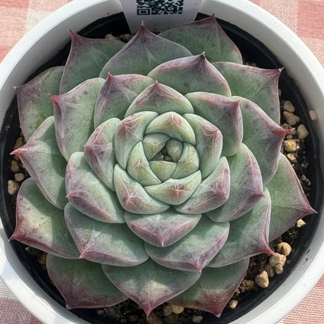 多肉植物  リエール苗   ロイヤルスター