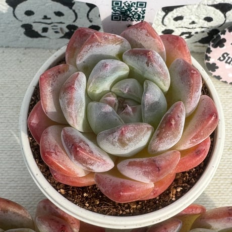 多肉植物　リエール苗　秘境ゼリー