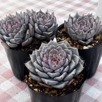 多肉植物 韓国苗 メキシコプリドニス | BooTA29♡Succulent