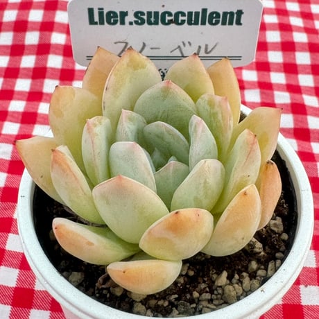 多肉植物  リエール苗  スノーベル