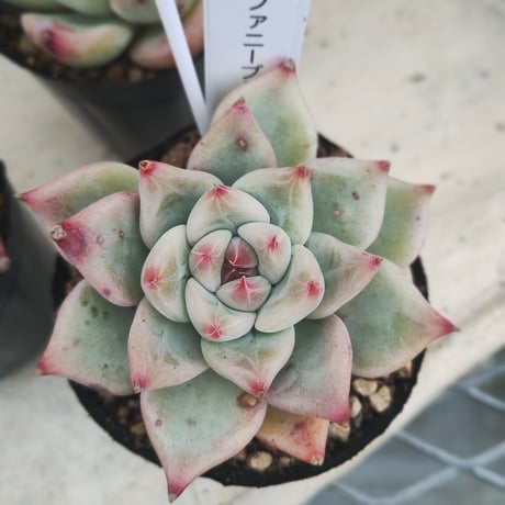 多肉植物　韓国苗　エケベリア　ティファニーブルー