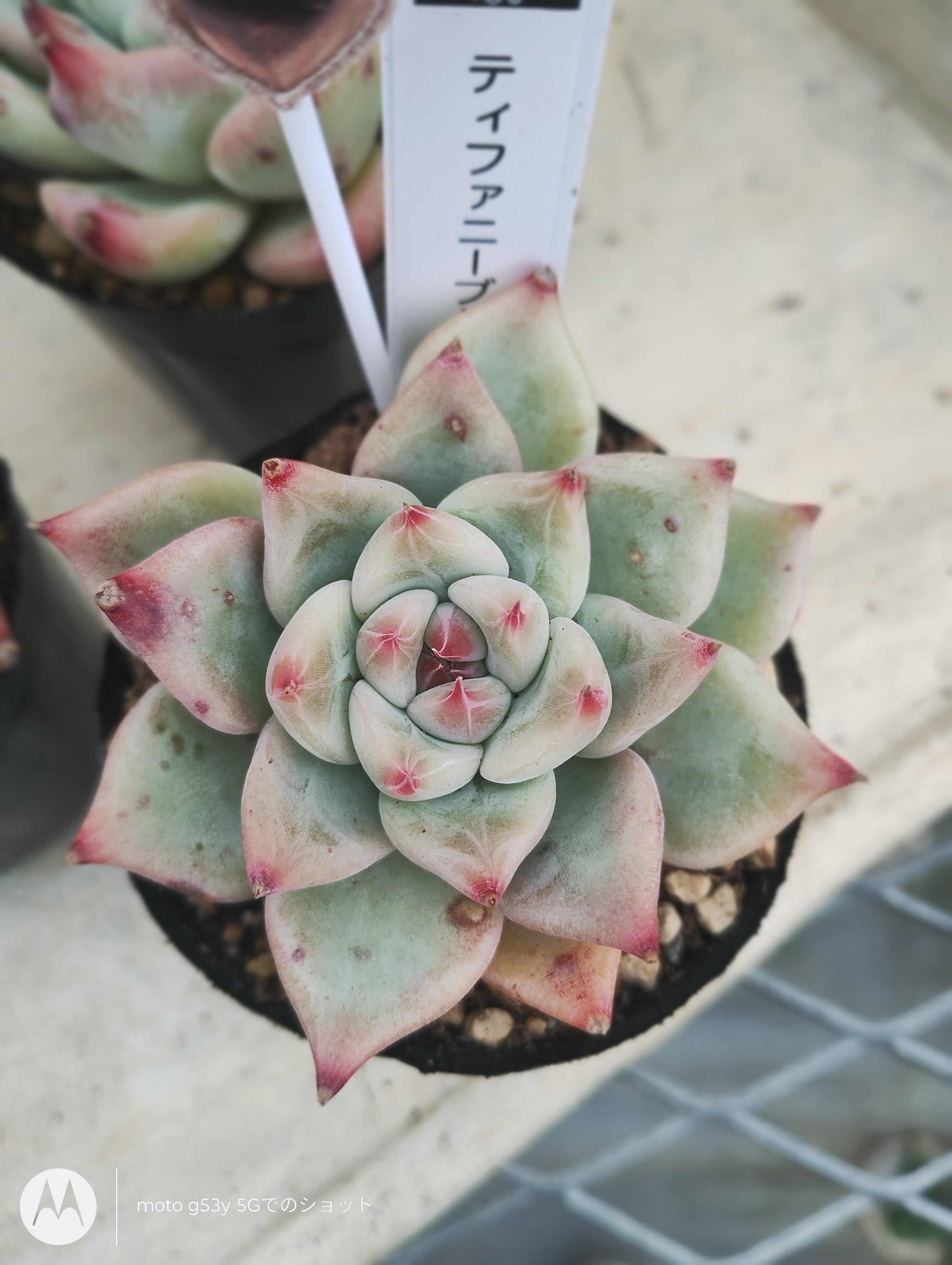 多肉植物 韓国苗 エケベリア ティファニーブルー | BooTA29♡Succulent