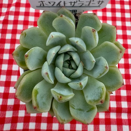 多肉植物　リエール苗　ホワイトザラゴーサ