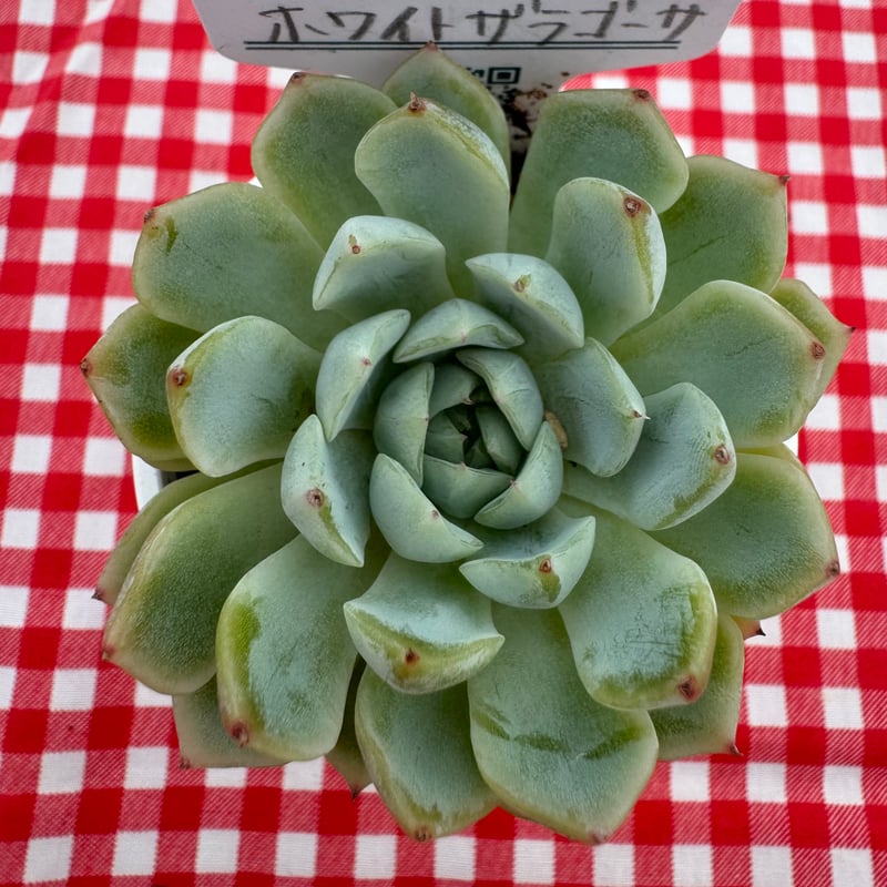 多肉植物 エケベリア 45.ホワイトザラゴーサ×コロラータタパル 多肉