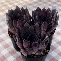 多肉植物 リエール苗 ブラックアイズ | BooTA29♡Succulent