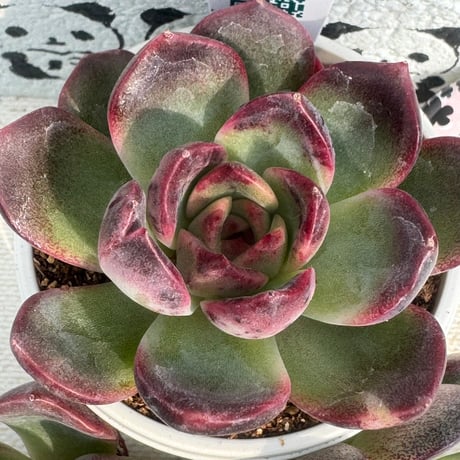 多肉植物　リエール苗　レッドボルケーノ