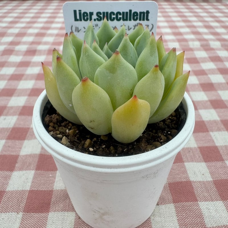 多肉植物 リエール苗 (ルンデリー×エレガンス)×ペンタフェイス