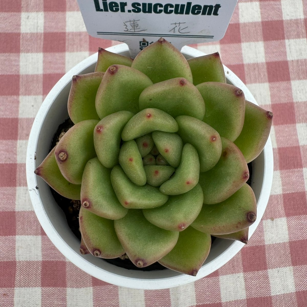 多肉植物 リエール苗 連花 | BooTA29♡Succulent
