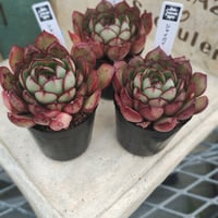 多肉植物　韓国苗　エケベリア　シャイガイ