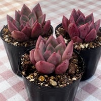 多肉植物　韓国苗　エケベリア　ルナリア