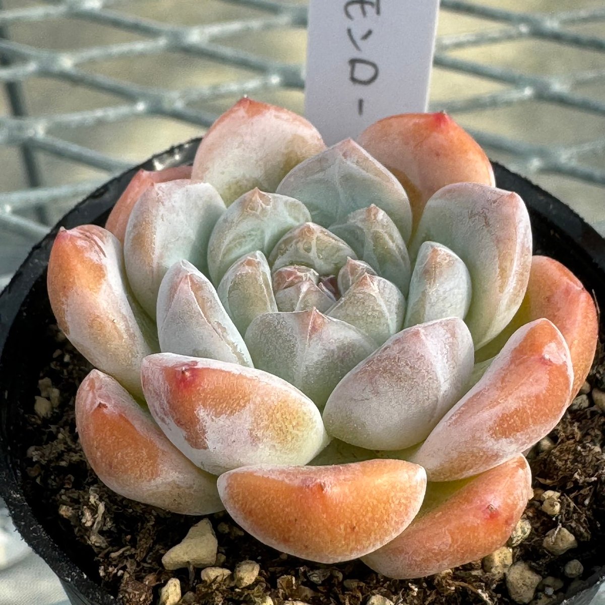 多肉植物 韓国苗 抜き苗 シックモンロー | BooTA29♡Succulent