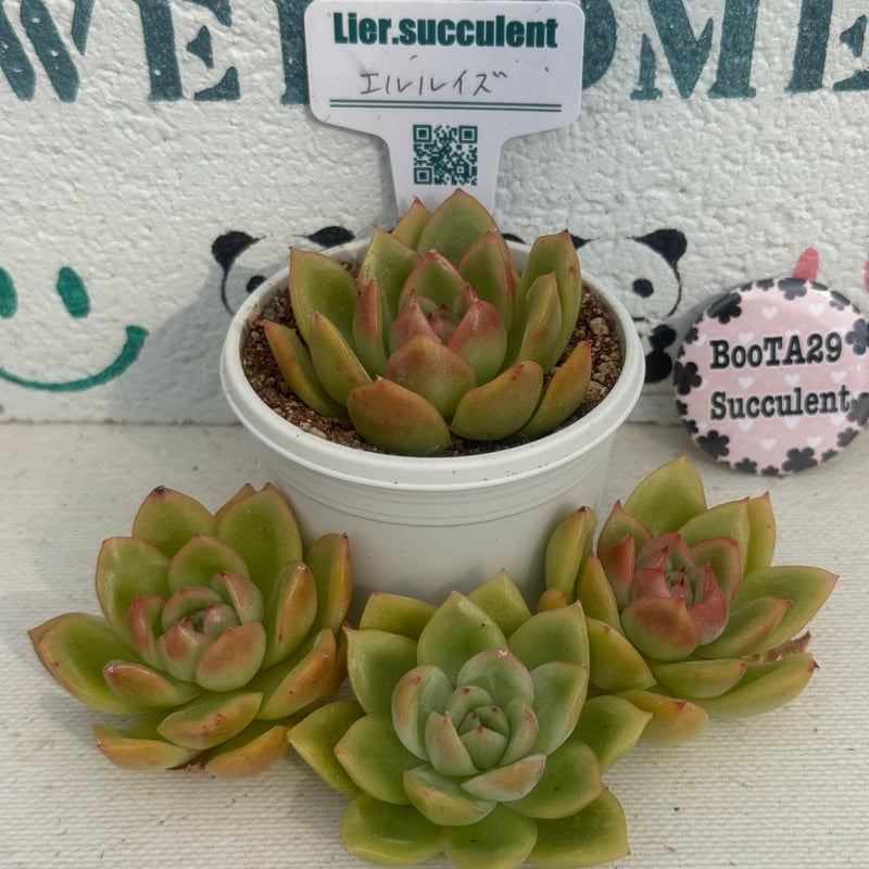 多肉植物 リエール苗 エルルイズ | BooTA29♡Succulent
