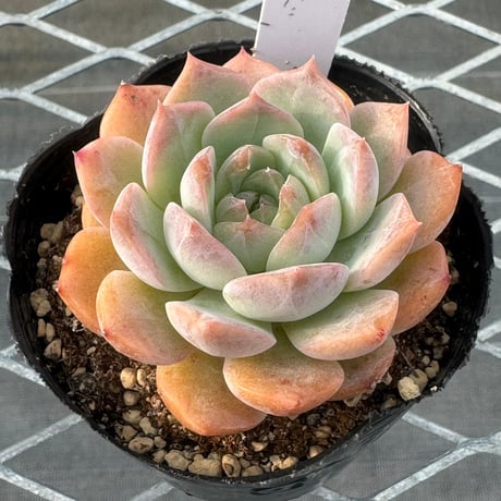 多肉植物　韓国苗　抜き苗　スウィートアーモンド