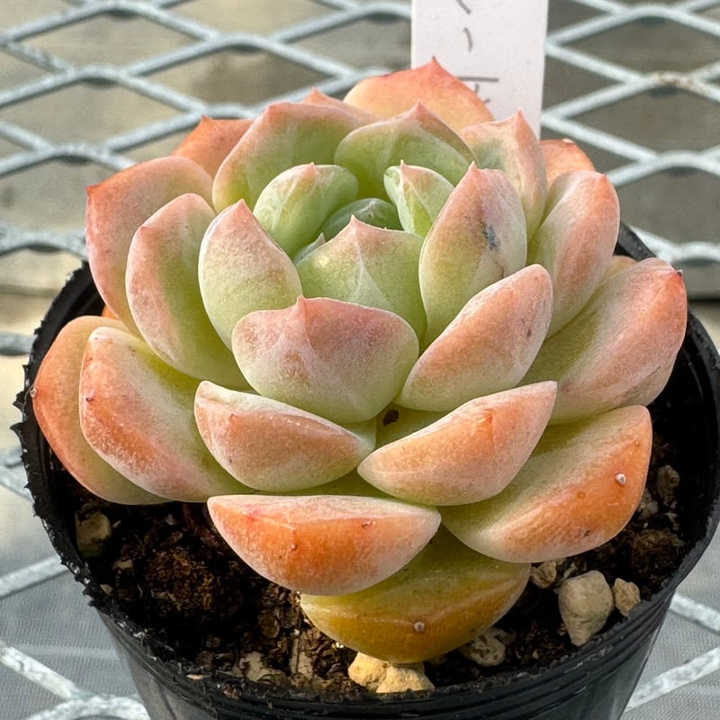 **週末のみ出品** 多肉植物　韓国苗　りんごの花　抜き苗　10cm以上 多肉植物 韓国苗 抜き苗 シードリム | BooTA29♡Succulent