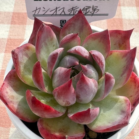 多肉植物  リエール苗  カシオス赤錦