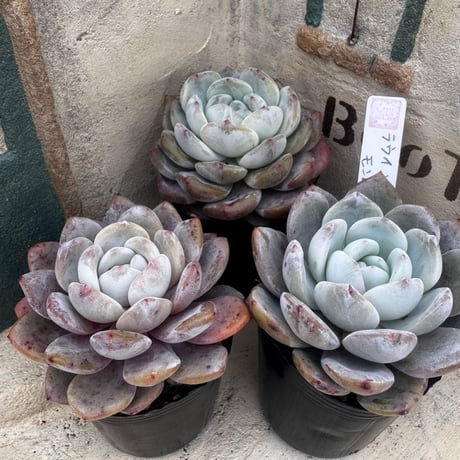 多肉植物　韓国苗　エケベリア  ラウイ×モンロー