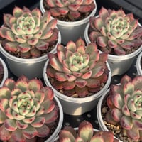 多肉植物 韓国苗 抜き苗 シックモンロー | BooTA29♡Succulent