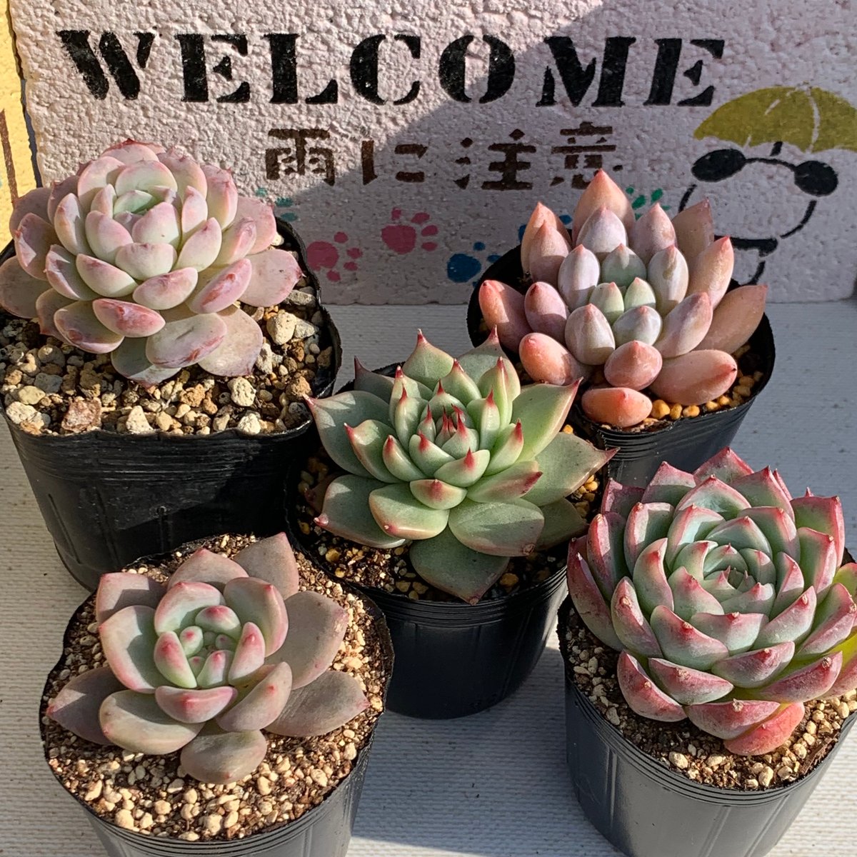 オレンジ美人 カット苗 レア多肉♡韓国苗 属する パキフィツム 多肉植物