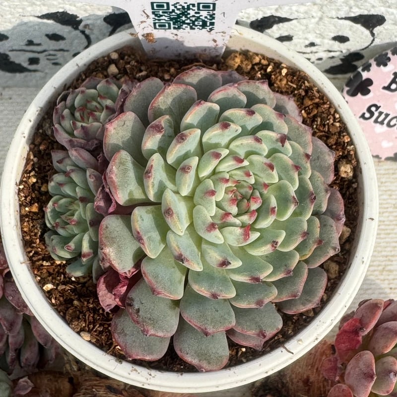 多肉植物 リエール苗 スーパーミニマ | BooTA29♡Succulent