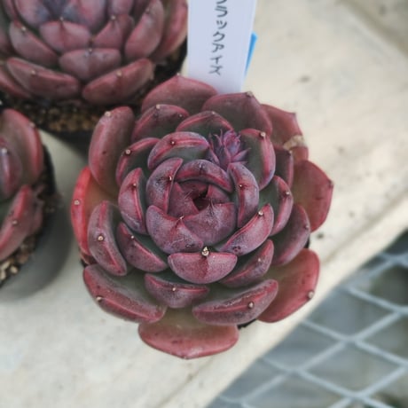多肉植物　韓国苗　エケベリア　ブラックアイズ